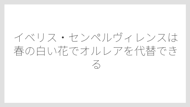イベリス・センペルヴィレンスは春の白い花でオルレアを代替できる
