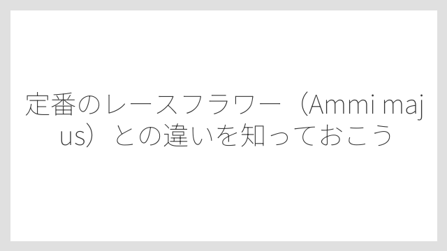 定番のレースフラワー（Ammi majus）との違いを知っておこう