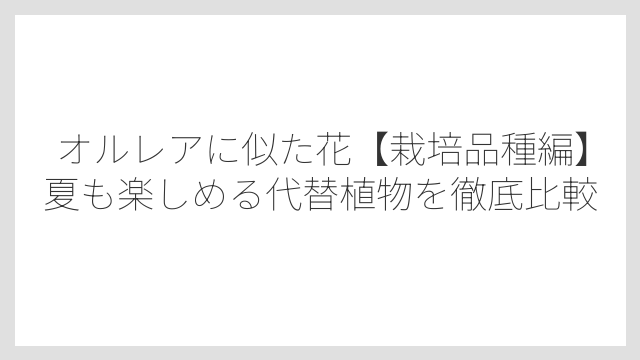 オルレア自身のこぼれ種にもトゲがあるので植える場所に注意が必要