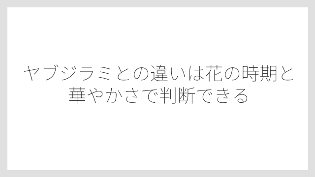 ヤブジラミとの違いは花の時期と華やかさで判断できる