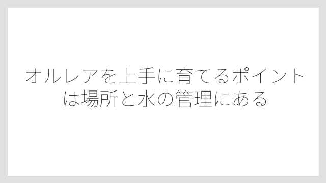 オルレアを上手に育てるポイントは場所と水の管理にある