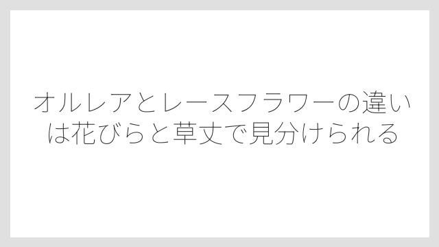 オルレアとレースフラワーの違いは花びらと草丈で見分けられる