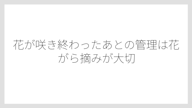 花が咲き終わったあとの管理は花がら摘みが大切