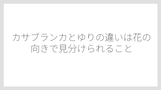 カサブランカとゆりの違いは花の向きで見分けられること