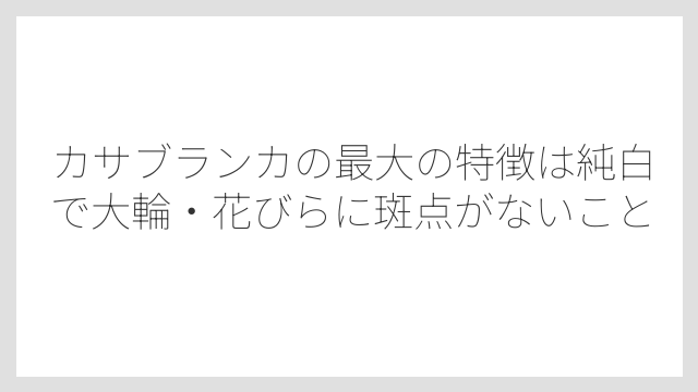 カサブランカの最大の特徴は純白で大輪・花びらに斑点がないこと
