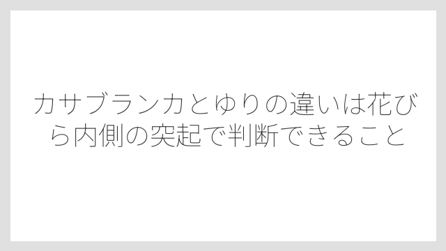 カサブランカとゆりの違いは花びら内側の突起で判断できること