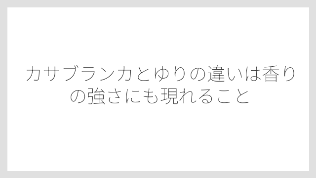 カサブランカとゆりの違いは香りの強さにも現れること
