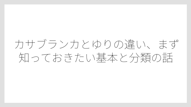 カサブランカとゆりの違い、まず知っておきたい基本と分類の話