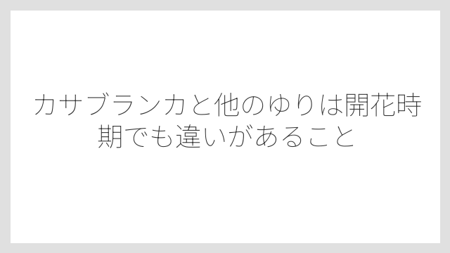 カサブランカと他のゆりは開花時期でも違いがあること