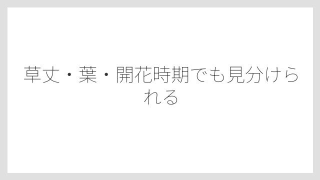 草丈・葉・開花時期でも見分けられる