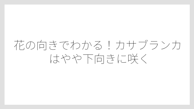 花の向きでわかる！カサブランカはやや下向きに咲く