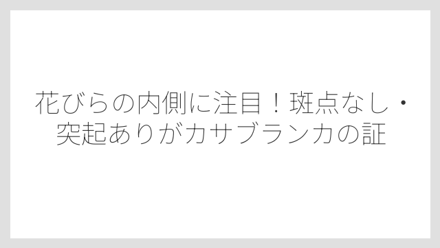 花びらの内側に注目！斑点なし・突起ありがカサブランカの証