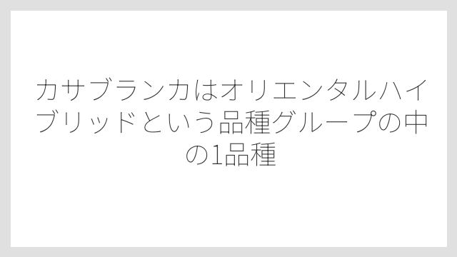 カサブランカはオリエンタルハイブリッドという品種グループの中の1品種