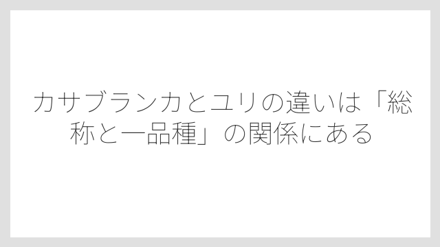 カサブランカとユリの違いは「総称と一品種」の関係にある