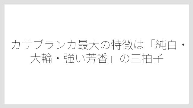 カサブランカ最大の特徴は「純白・大輪・強い芳香」の三拍子