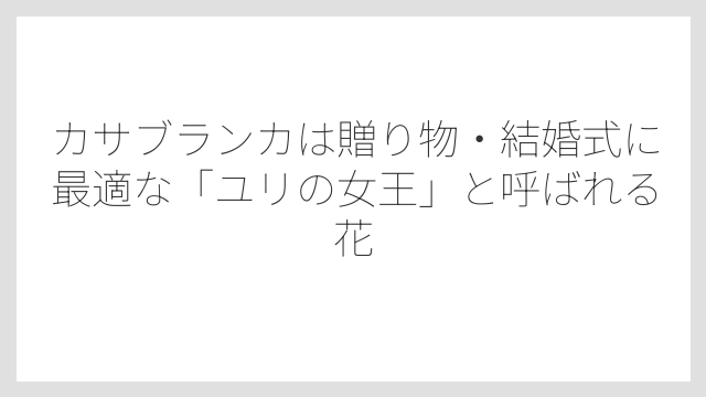 カサブランカは贈り物・結婚式に最適な「ユリの女王」と呼ばれる花