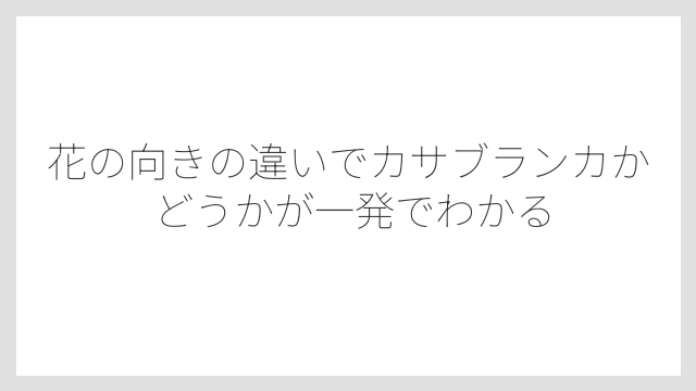 花の向きの違いでカサブランカかどうかが一発でわかる