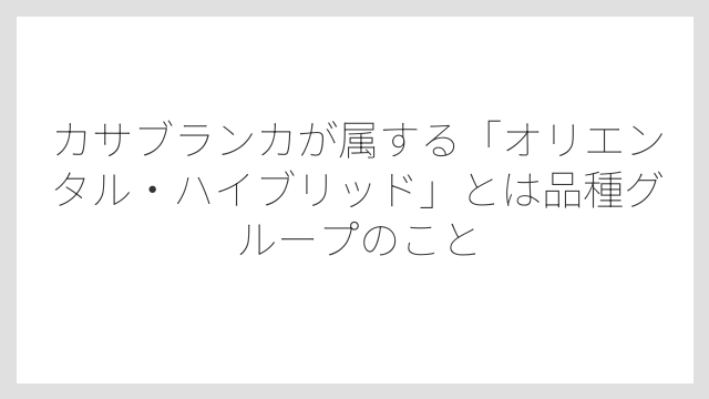 カサブランカが属する「オリエンタル・ハイブリッド」とは品種グループのこと