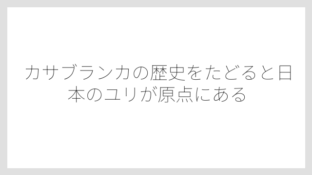 カサブランカの歴史をたどると日本のユリが原点にある