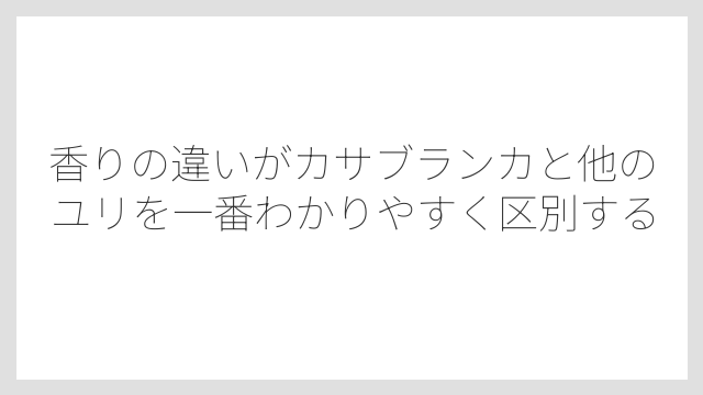 香りの違いがカサブランカと他のユリを一番わかりやすく区別する