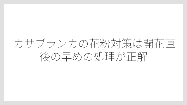 カサブランカの花粉対策は開花直後の早めの処理が正解