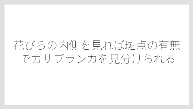花びらの内側を見れば斑点の有無でカサブランカを見分けられる