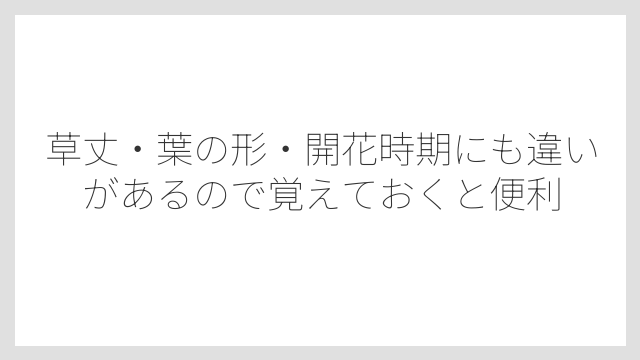 草丈・葉の形・開花時期にも違いがあるので覚えておくと便利