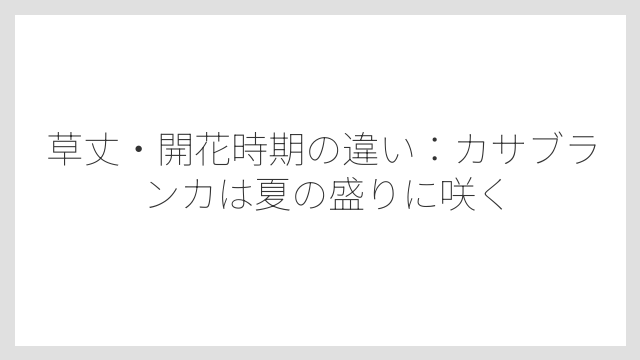 草丈・開花時期の違い：カサブランカは夏の盛りに咲く