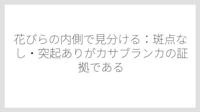 花びらの内側で見分ける：斑点なし・突起ありがカサブランカの証拠である