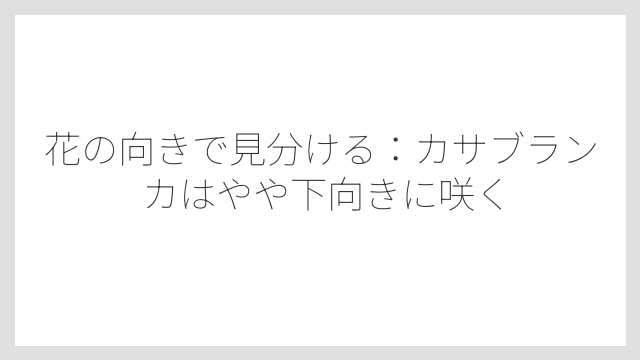 花の向きで見分ける：カサブランカはやや下向きに咲く