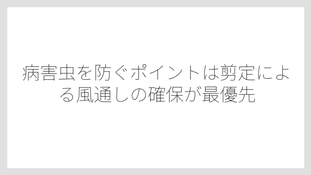 病害虫を防ぐポイントは剪定による風通しの確保が最優先