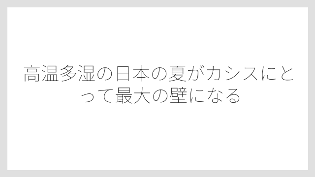 高温多湿の日本の夏がカシスにとって最大の壁になる