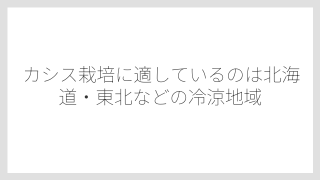 カシス栽培に適しているのは北海道・東北などの冷涼地域