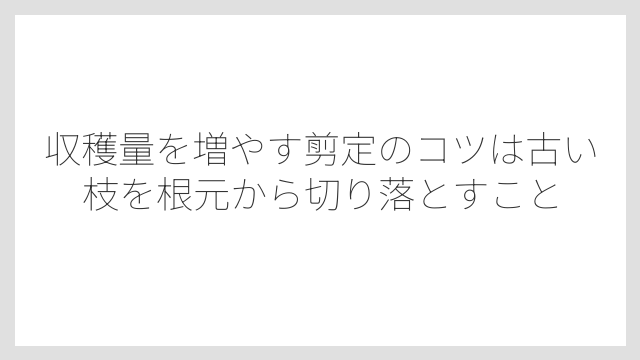 収穫量を増やす剪定のコツは古い枝を根元から切り落とすこと