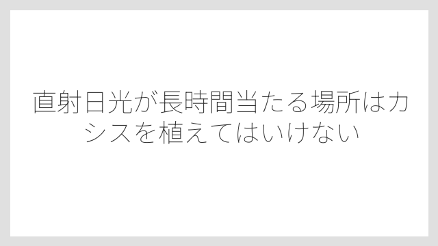 直射日光が長時間当たる場所はカシスを植えてはいけない