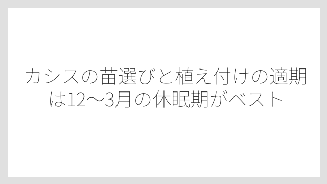 カシスの苗選びと植え付けの適期は12〜3月の休眠期がベスト