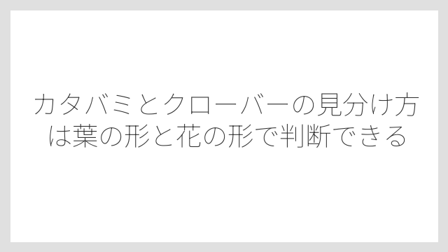 カタバミとクローバーの見分け方は葉の形と花の形で判断できる