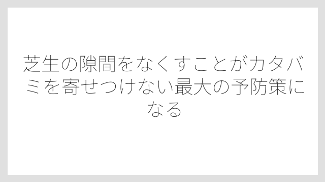 芝生の隙間をなくすことがカタバミを寄せつけない最大の予防策になる