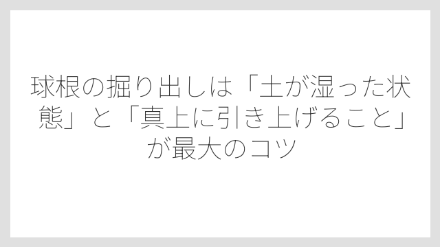 球根の掘り出しは「土が湿った状態」と「真上に引き上げること」が最大のコツ