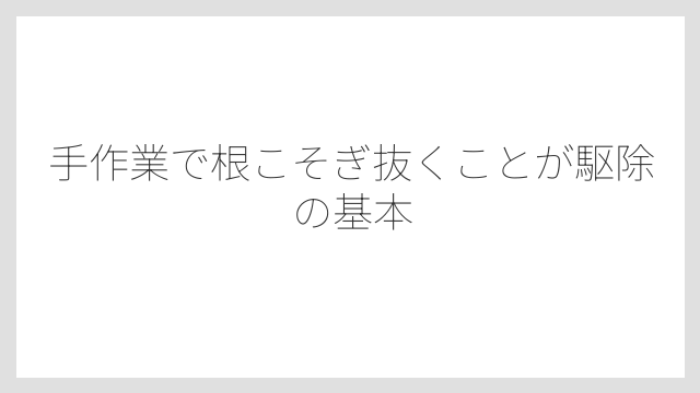 手作業で根こそぎ抜くことが駆除の基本