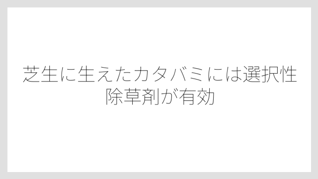 芝生に生えたカタバミには選択性除草剤が有効