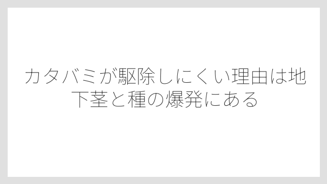 カタバミが駆除しにくい理由は地下茎と種の爆発にある