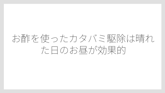 お酢を使ったカタバミ駆除は晴れた日のお昼が効果的