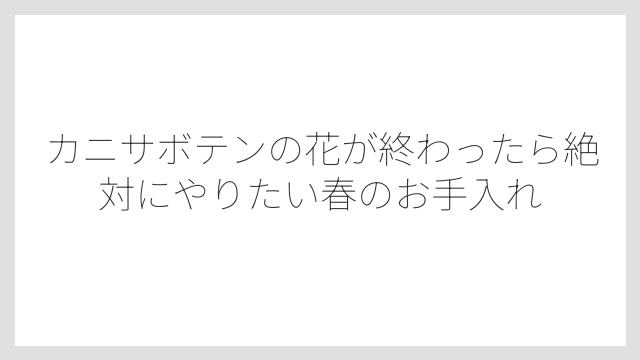 カニサボテンの花が終わったら絶対にやりたい春のお手入れ