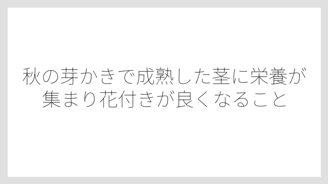 秋の芽かきで成熟した茎に栄養が集まり花付きが良くなること