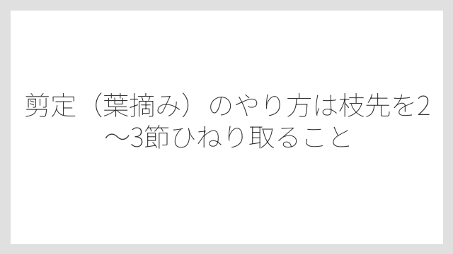 剪定（葉摘み）のやり方は枝先を2〜3節ひねり取ること