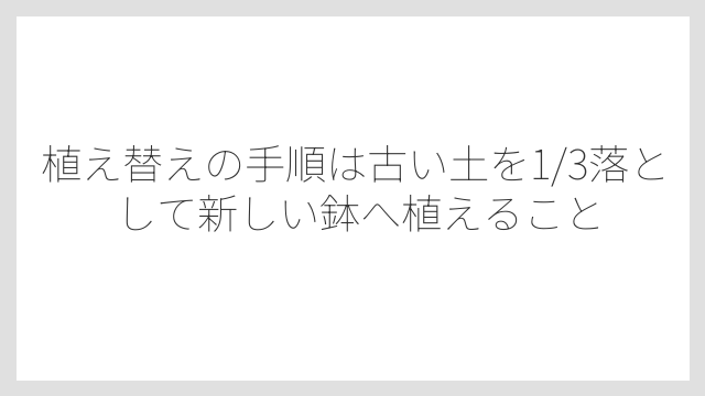 植え替えの手順は古い土を1/3落として新しい鉢へ植えること