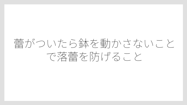 蕾がついたら鉢を動かさないことで落蕾を防げること