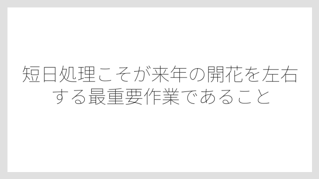 短日処理こそが来年の開花を左右する最重要作業であること