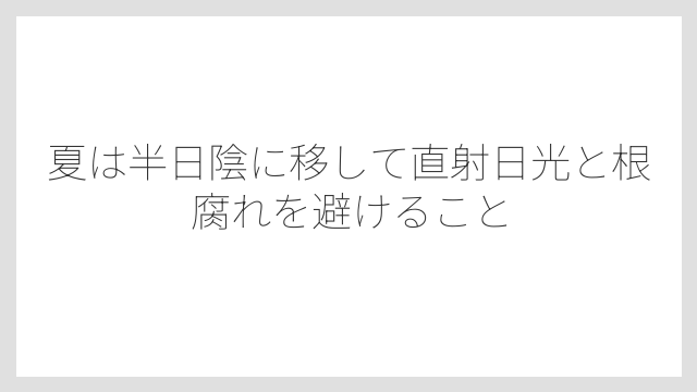 夏は半日陰に移して直射日光と根腐れを避けること